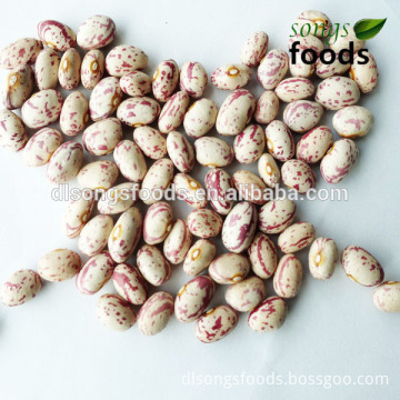 Different Types of Pulses, Kidney Bean Type